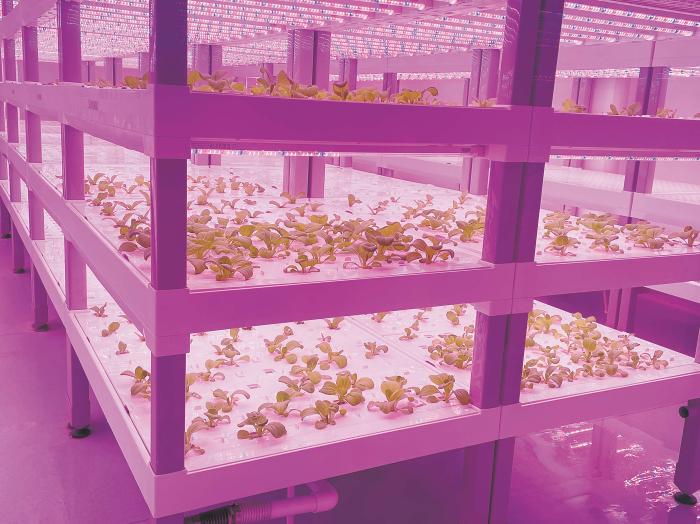 在物美植物工廠里，通過LED燈的照射，蔬菜散發(fā)勃勃生機。受訪者供圖
